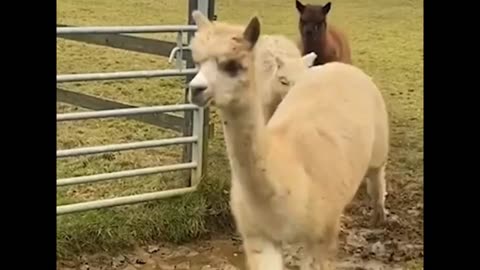 please don't step in the mud 🦙