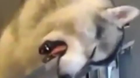 Husky Dog 🤣 Funny Sleeping Action 🤣