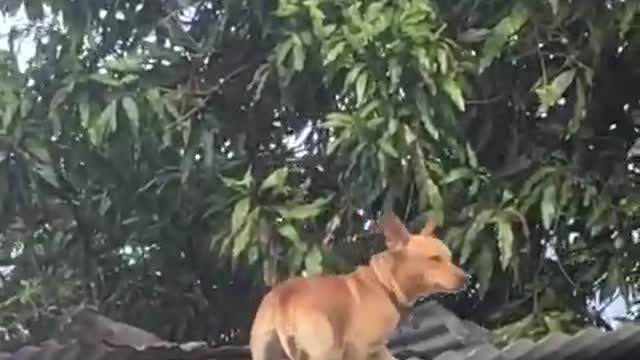 Funny Video... Scaring Dogs...Scared Dog.. Funny Dog Scared.