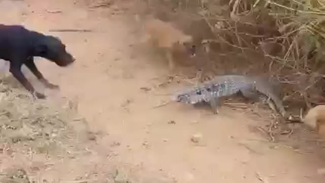 lizard has fierce battles vs 5 dogs