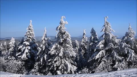 Siberian trees