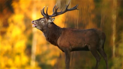 deer roar 🦌| deer in forest 🌲🌳🌲| spring in the forest