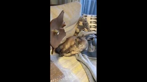 Funny cats🐱Best Cat Videos Of 2022