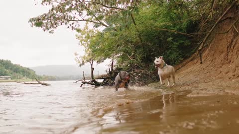 Best Dogs Friendship 🐕