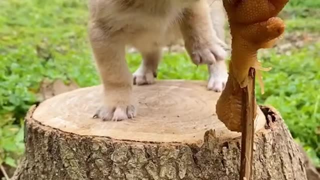 this video will make you happy