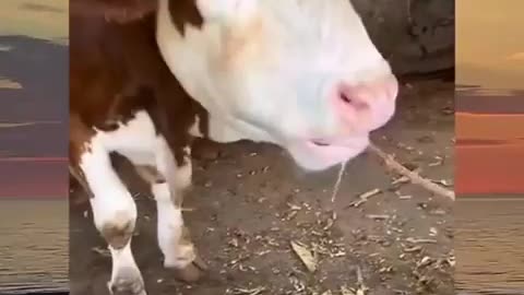 🐮🤣