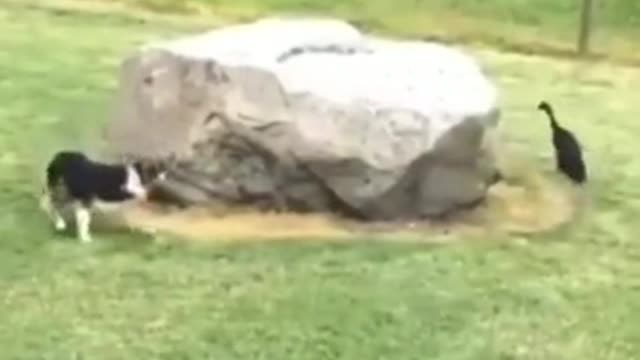 Funny dog and duck
