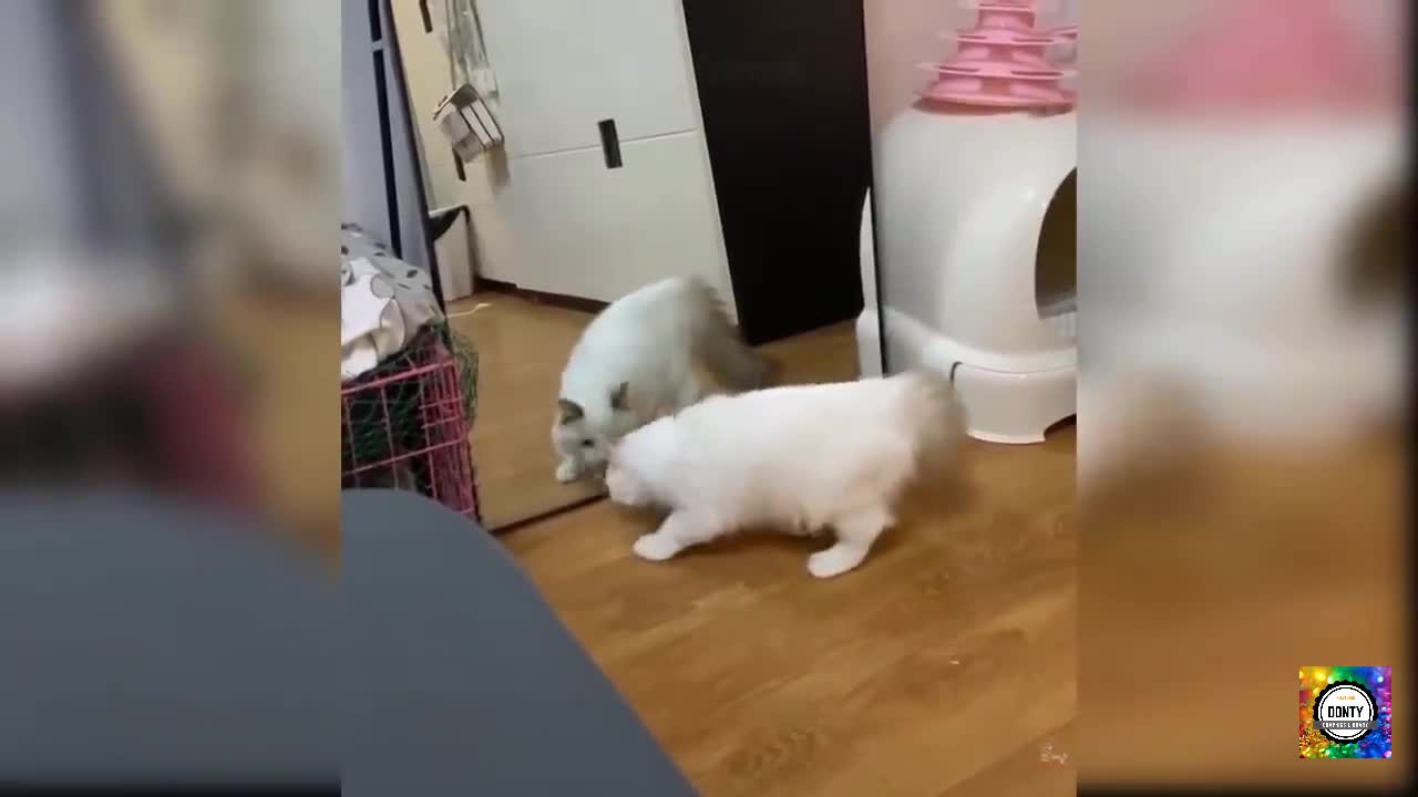 Crazy And funny Cat Vs Mirror