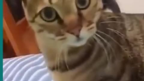 Funny cat