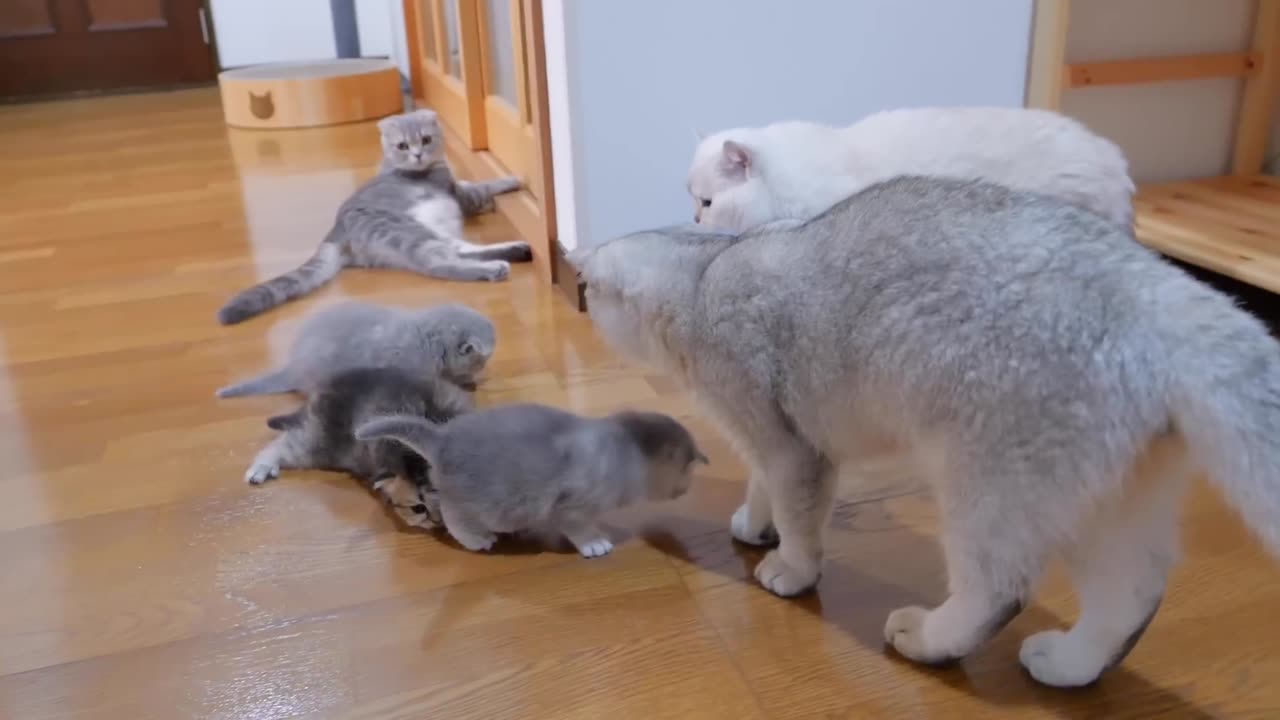 The kitten approaching the daddy cat to play with him was so cute