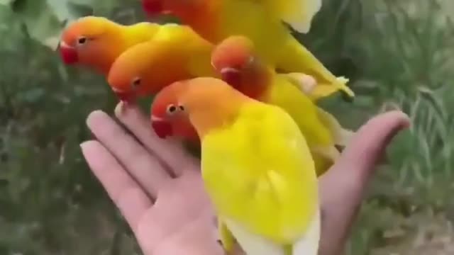 Little beautiful golden parrots