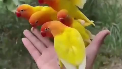 Little beautiful golden parrots