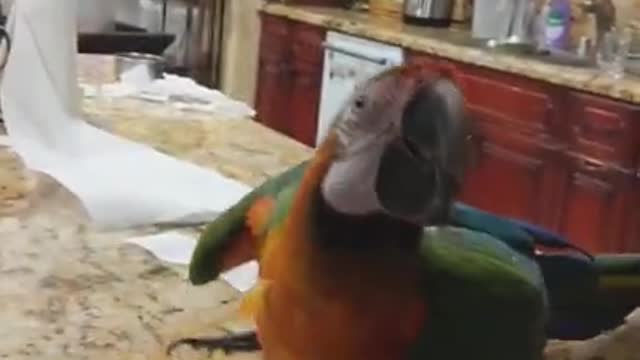 My Macaw Is So Naughty! Parrot Destroys My Things Then Dances About It!