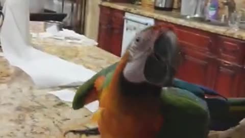 My Macaw Is So Naughty! Parrot Destroys My Things Then Dances About It!