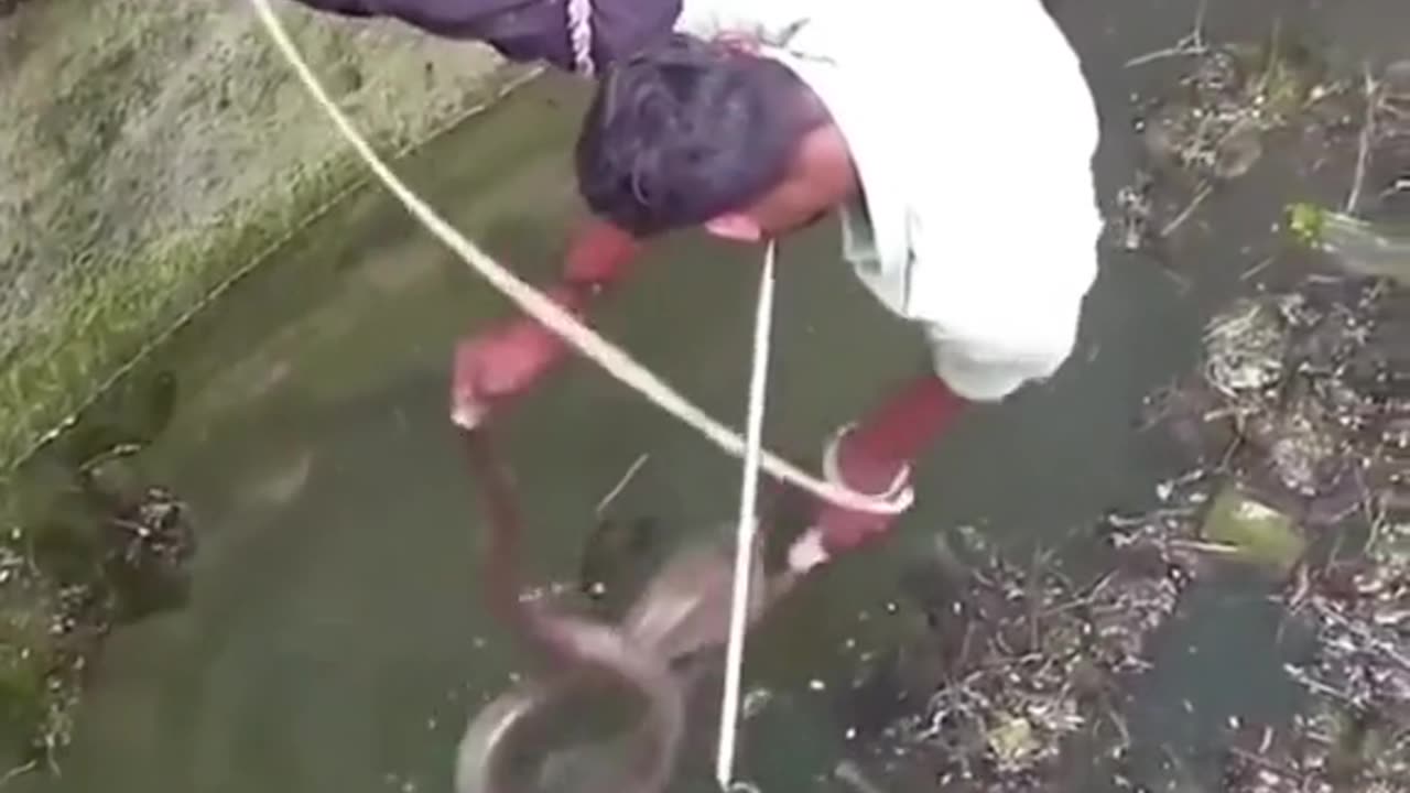 catching snake