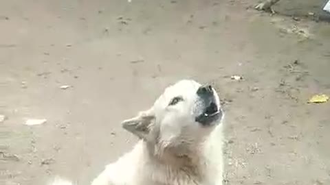 The white dog sings to the music