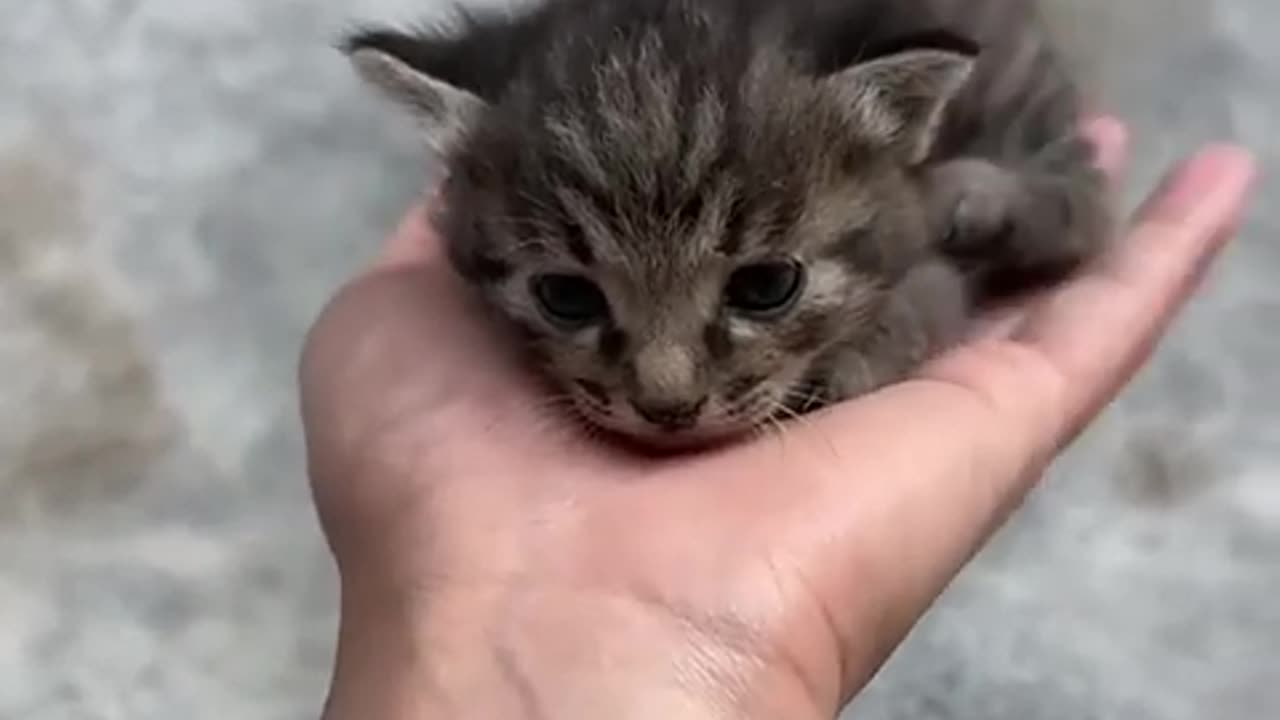 OMG, Cuteness Overloaded! Super Cuteness Kitty Cats Shorts Videos