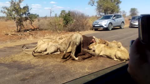 Lunchtime for Lions