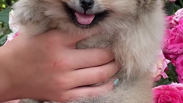 Close-Up View of a Cute Puppy