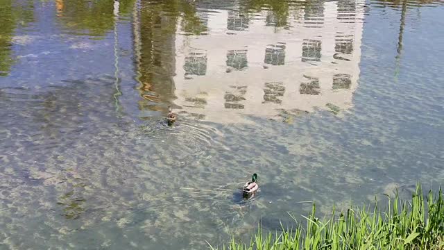 a small stream duck in a village in Seoul