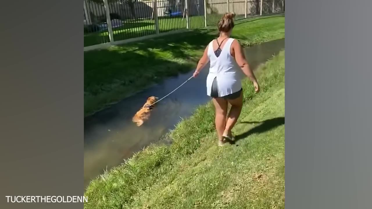 Funniest Dogs Playing with Water Compilation