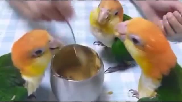 Funny parrot dancing and eating