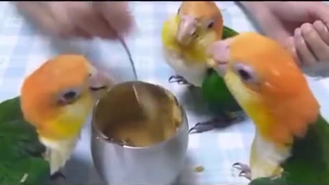 Funny parrot dancing and eating