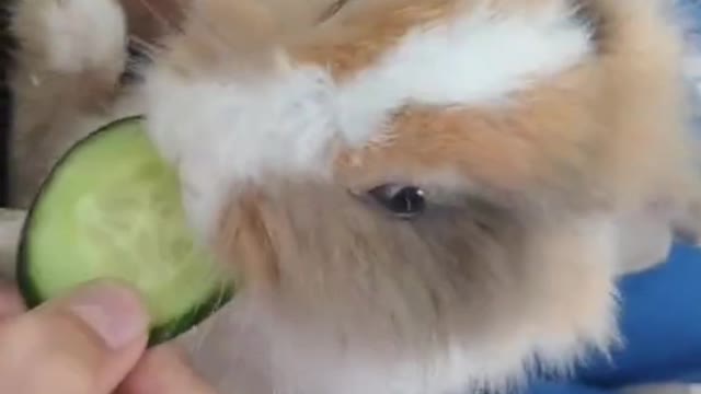 cute rabbit eating cucumber