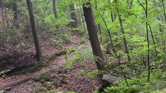 smoky mountains hiking trail