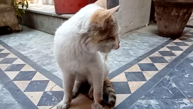 My Lovely Baby CAT Cleaning itself Funny Way | Cute kitten Hahaha