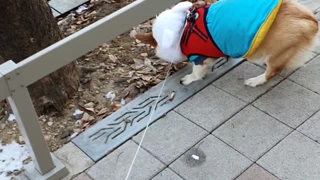 Welsh corgi enjoys taking walks.