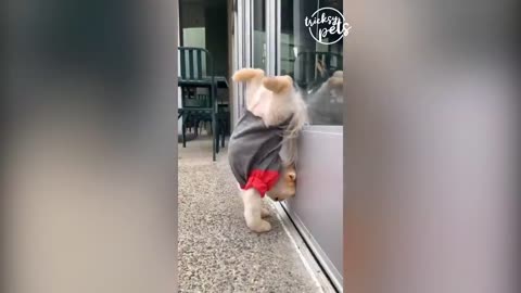 Cats and babies the eternal struggle !FunnyCats pro cats Funny