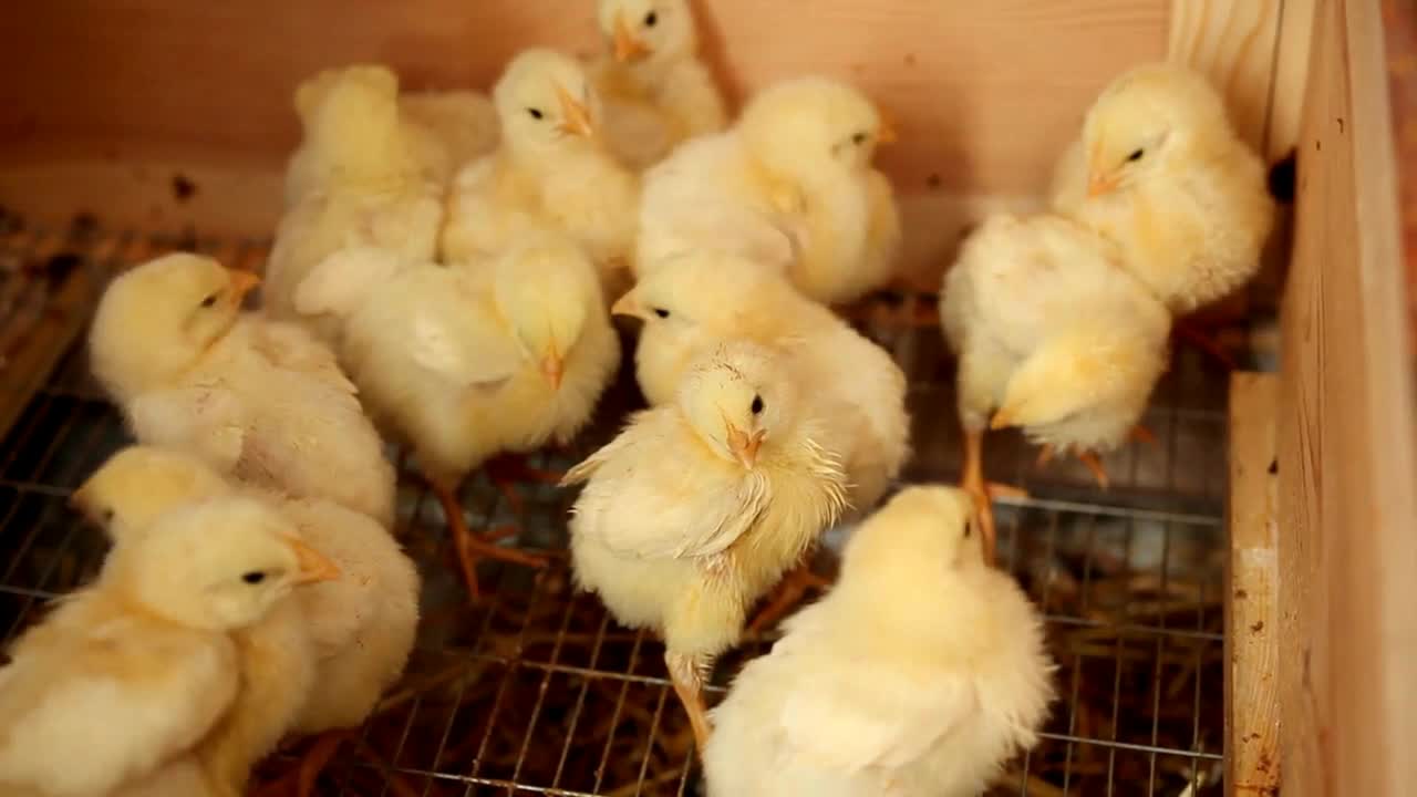 Small Broiler Chicken. Young broiler chicken in their brooder