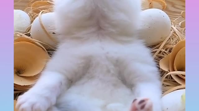 # cat