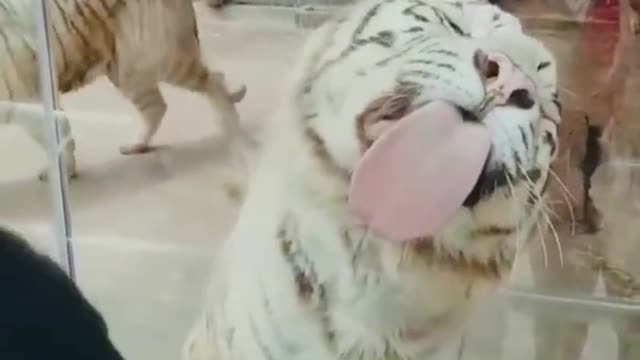 funny tiger