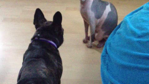 French bulldog vs Sphynx
