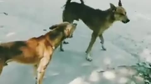 Tik TOK kutte ka video dog on tik tok