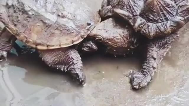 Wildlife struggle existence 10 - turtles 10x speed