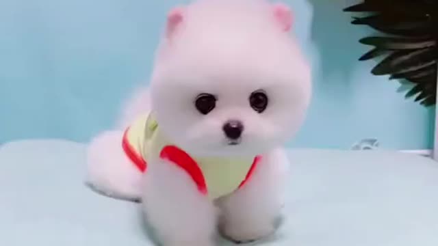 Mini Cute Pomeranian