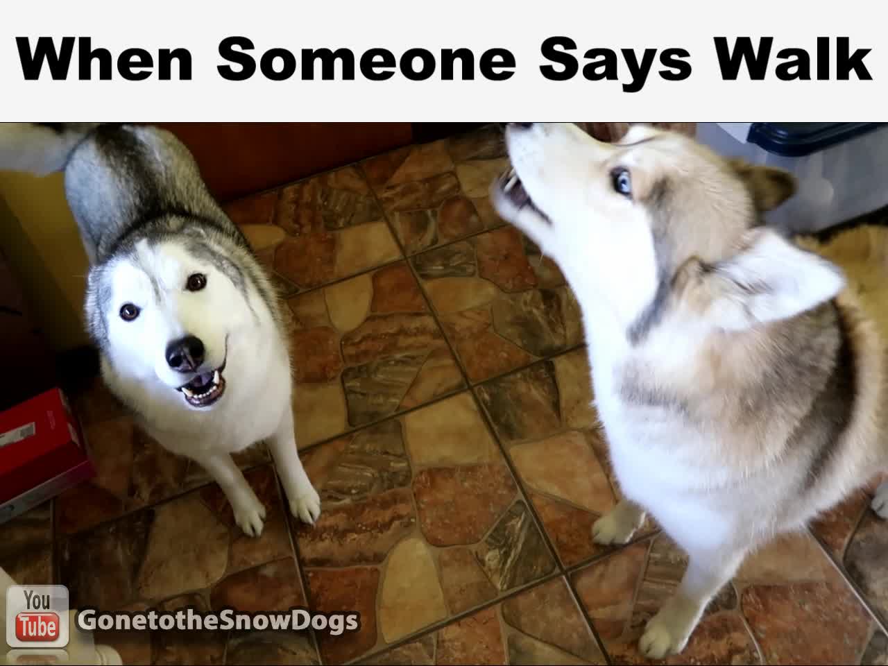 Huskies go crazy when owner says magic word