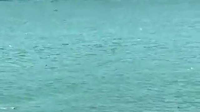 When the monkey swims