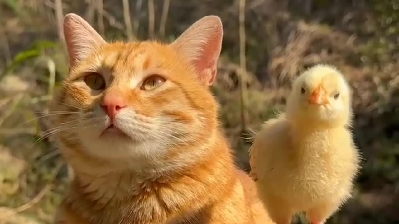 Cat Fun With Cutest baby Chicken 🐔