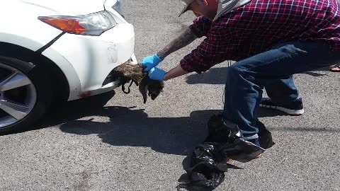 Racoon Bumper Removal !!!