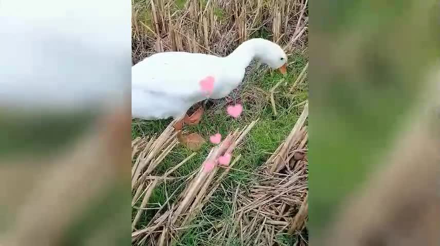 Geese in the field