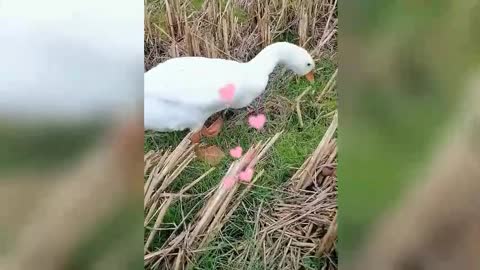 Geese in the field