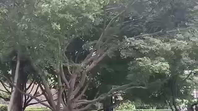 This tree is really strong