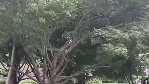 This tree is really strong