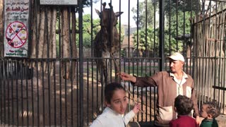 kids feeding giraffe