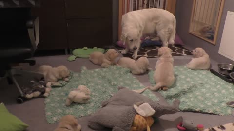 How an experienced dog mother teaches her 8 weeks old puppies to be calm.