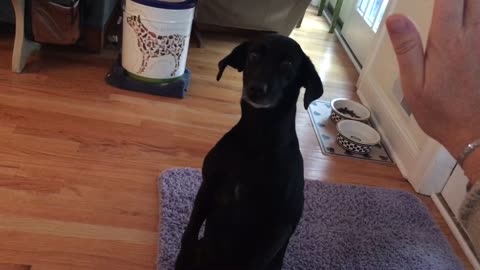 DOG TAKES MANNEQUIN CHALLENGE